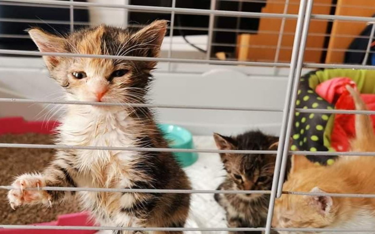 Zbiórka Zwierzyniec KTOZ - zdjęcie główne