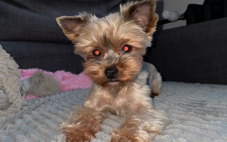 Zbiórka Leczenie Denisa - zdjęcie główne