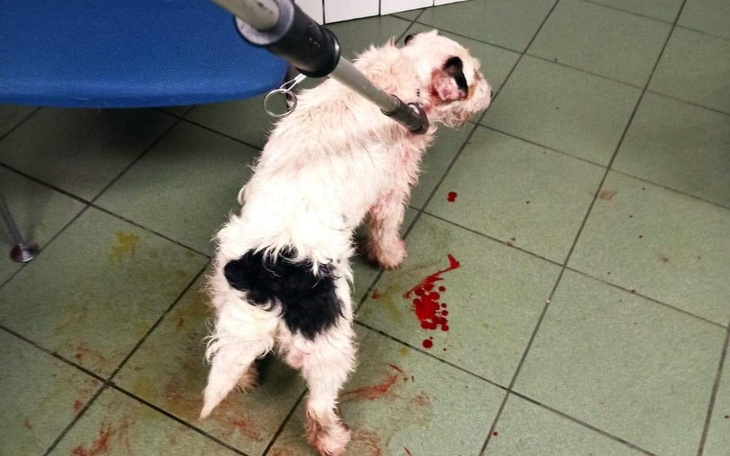 Zbiórka Na składana dużą klatkę łapkę. - zdjęcie główne