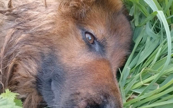 Zbiórka Rezonans i leczenie Leo - zdjęcie główne