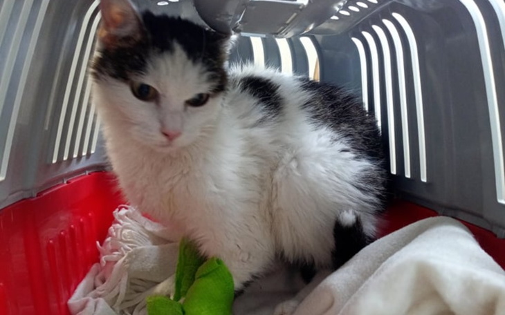 Zbiórka Ratujemy Pyzę- ona chce żyć - zdjęcie główne