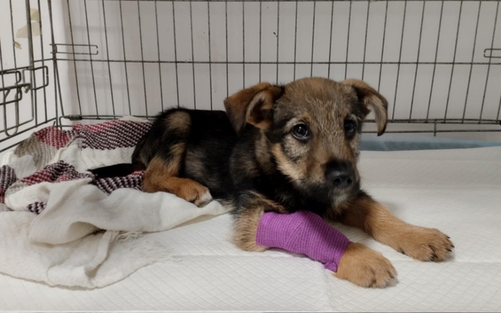 Szczeniak z opatrunkiem na łapie, w klatce.