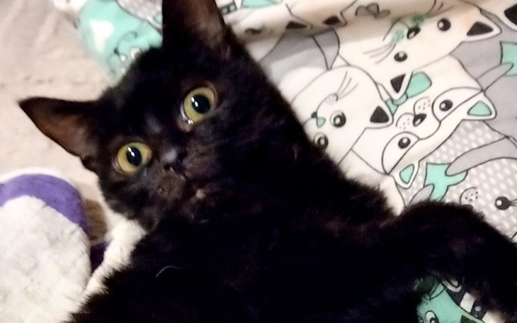 Zbiórka Małe kotki ,leczenie - zdjęcie główne