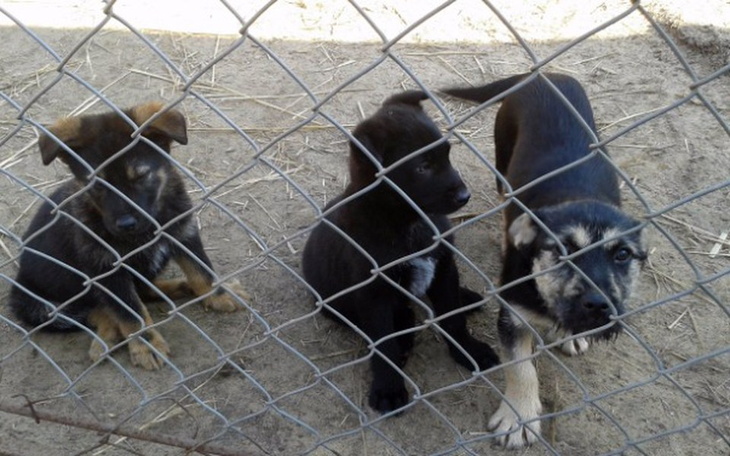 Zbiórka Żeby móc pomagać zwierzakom:) - zdjęcie główne