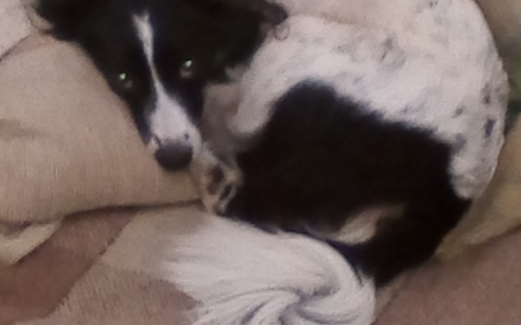 Zbiórka Operacja Ami - zdjęcie główne