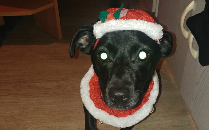 Zbiórka Wspomożenie zdobycia pozwolenia - zdjęcie główne