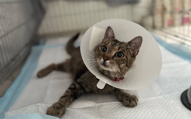 Zbiórka Kapitan Łapa i wiele innych - zdjęcie główne