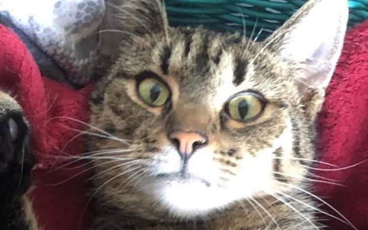 Zbiórka Pomóż nam uratować Karaluszka - zdjęcie główne