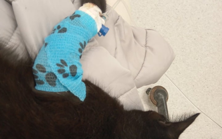 Zbiórka Tola i białaczka - zdjęcie główne