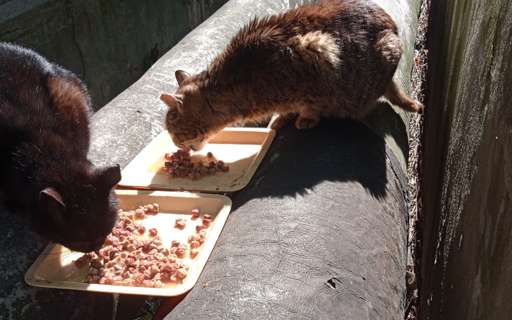 Zbiórka Głodne koty proszę o jedzenie - zdjęcie główne
