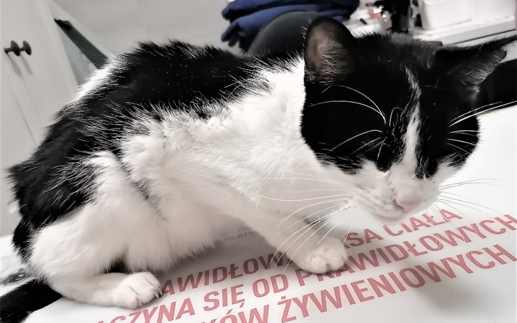 Zbiórka SARA-walczy o każdy dzień..... - zdjęcie główne