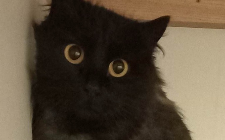 Zbiórka Kotka bez futerka prosi o pomoc. - zdjęcie główne