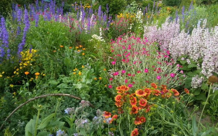 Kolorowy ogród pełen kwiatów w pełnym rozkwicie.