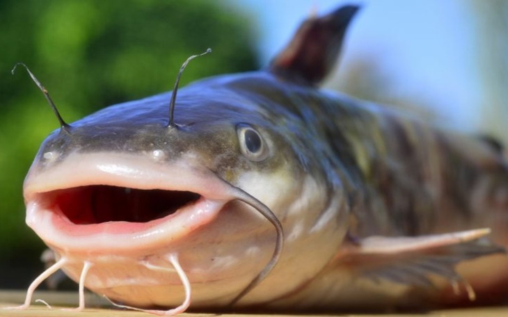 Zbiórka się pomaga Sumikowi - zdjęcie główne