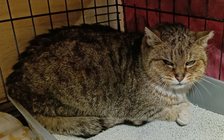 Kot odpoczywający w kuwecie, z wyrazem spokoju.