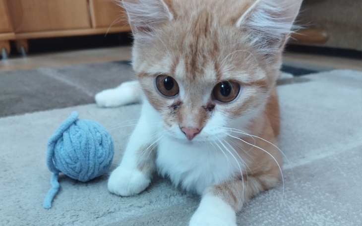 Mały kotek bawi się niebieską włóczką na dywanie.