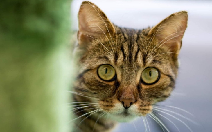 Zbiórka uratujmygrimmiego - zdjęcie główne