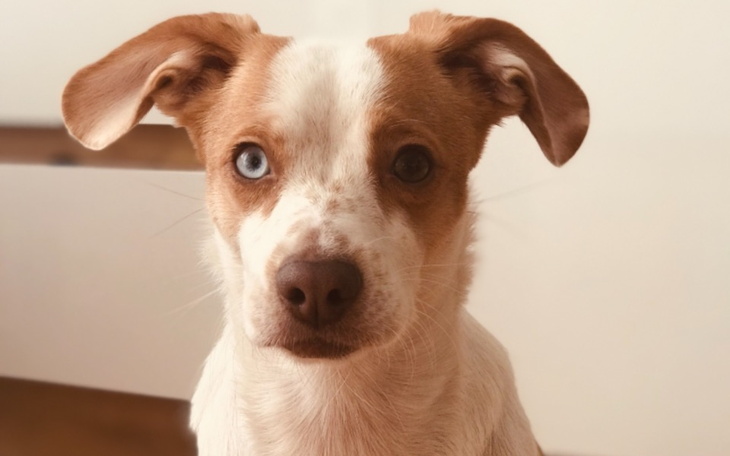 Zbiórka Zbieram na operacje dla Megi - zdjęcie główne