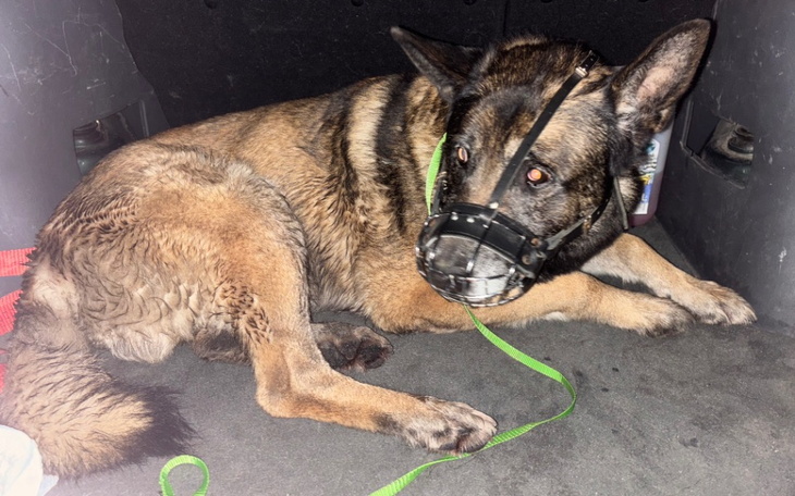 Zbiórka Połamany psiak i jego towarzyszk - zdjęcie główne