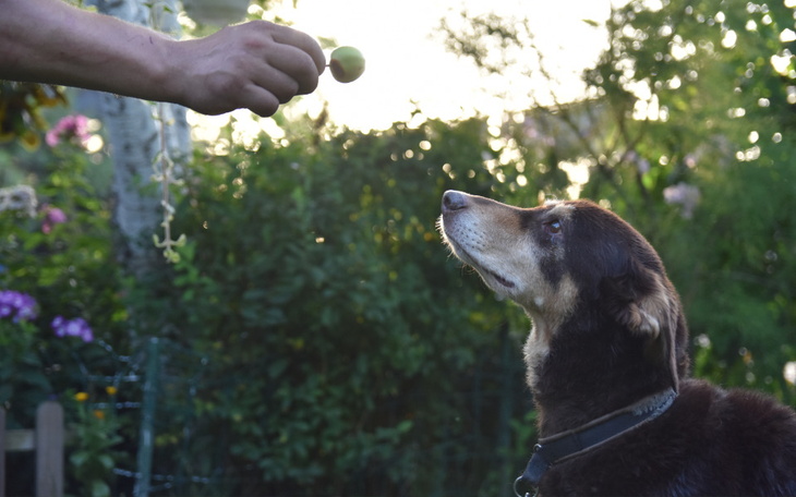 Zbiórka Xsara wspiera podopiecznych - zdjęcie główne