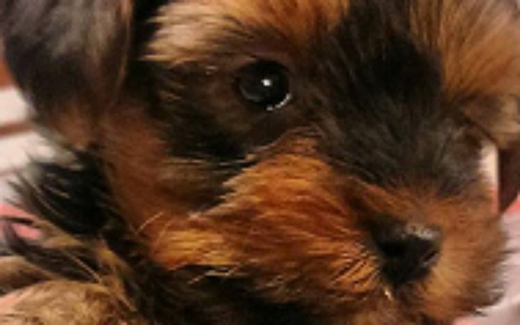 Zbiórka Pomoc dla 3 miesięcznego yorka - zdjęcie główne