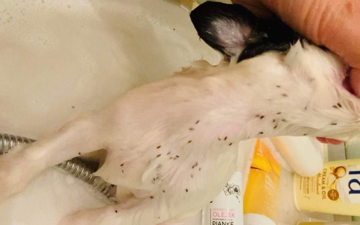 Zbiórka Ratujemy zapchlone szczenięta - zdjęcie główne