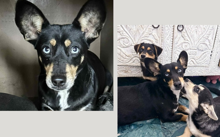 Trzy psy z charakterystycznymi uszami.