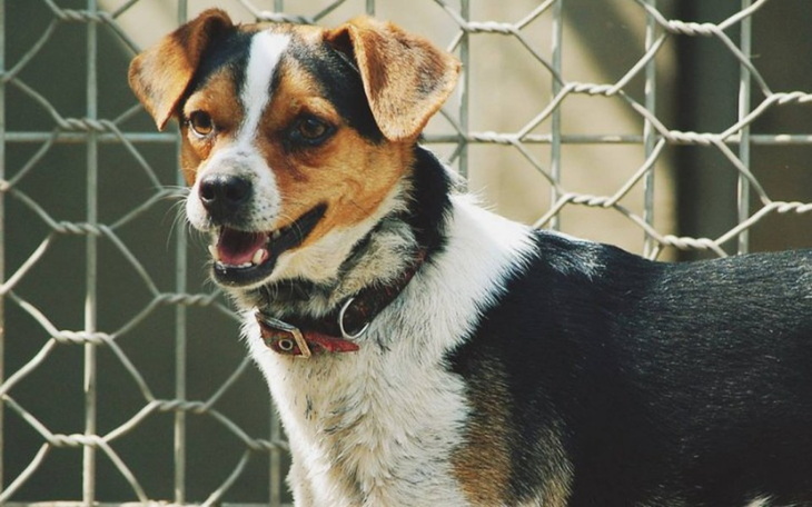 Zbiórka zbieram na schronisko dla psów - zdjęcie główne