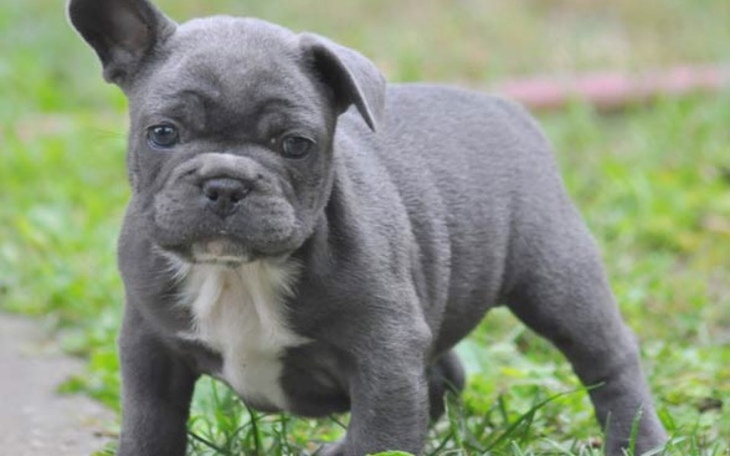 Zbiórka Wymarzony przyjaciel, pies - zdjęcie główne