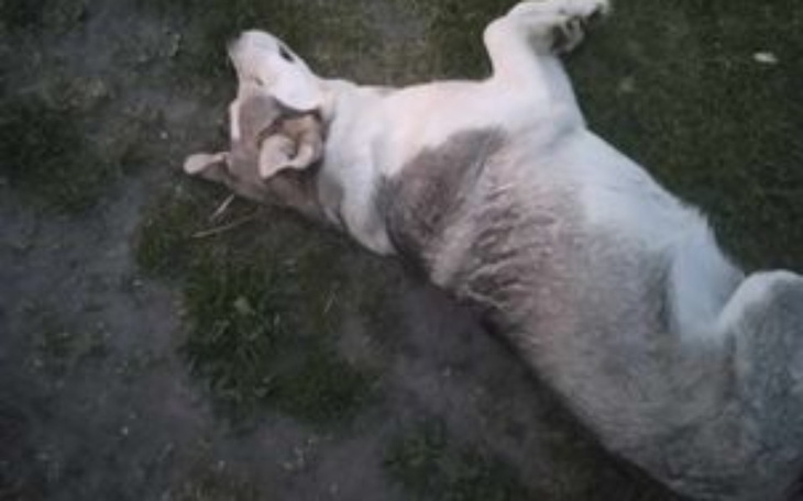 Zbiórka Na operacje dla pieska PUSI - zdjęcie główne