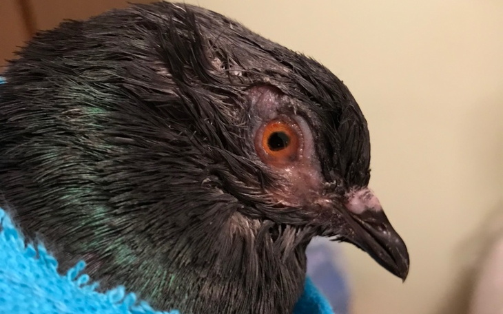 Zbiórka Na weterynarza dla Skorupki - zdjęcie główne