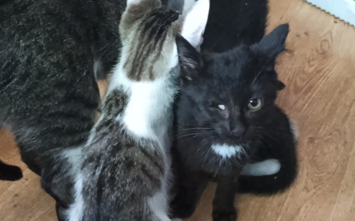 Zbiórka Kocięta malu - zdjęcie główne