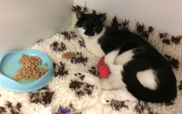 Zbiórka Kotka Mamoru potrzebuje operacji - zdjęcie główne