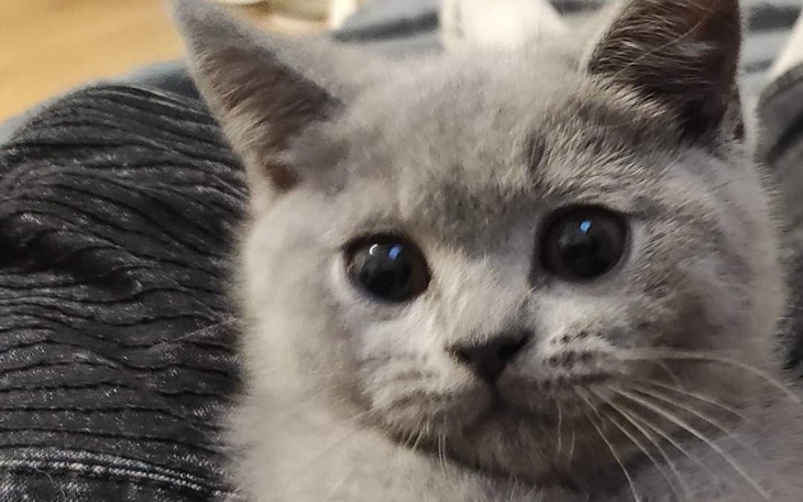 Zbiórka Lek na FIP dla Stefcia - zdjęcie główne