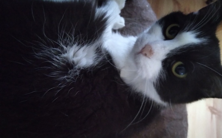 Zbiórka Leczymy Alike - zdjęcie główne