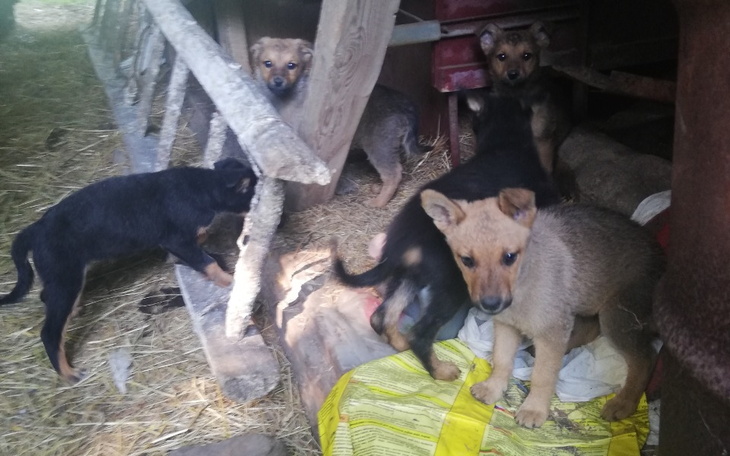 Zbiórka Okrutny psi los - zdjęcie główne