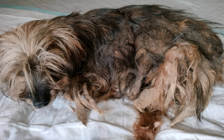 Zbiórka Lucek - york, który pasał krowy. - zdjęcie główne