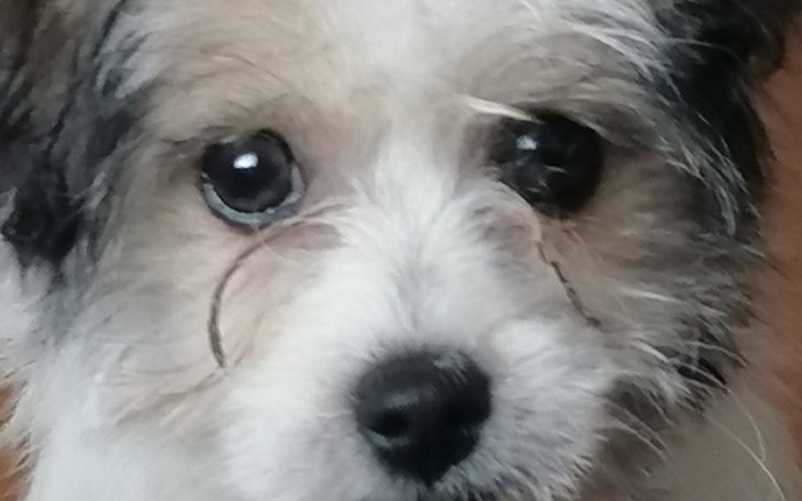 Zbiórka Na pieska i akcesoria do niego - zdjęcie główne