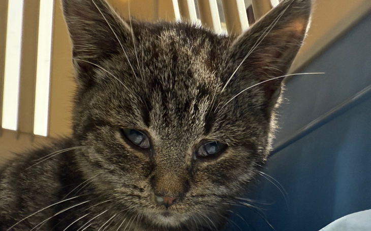 Mały kotek z wyrazem smutku, czekający na dom.