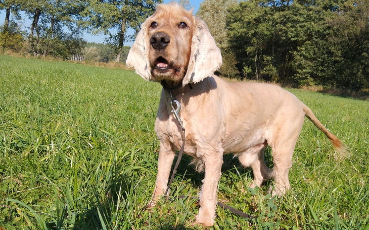 Zbiórka Nero prosi Was o pomoc - zdjęcie główne