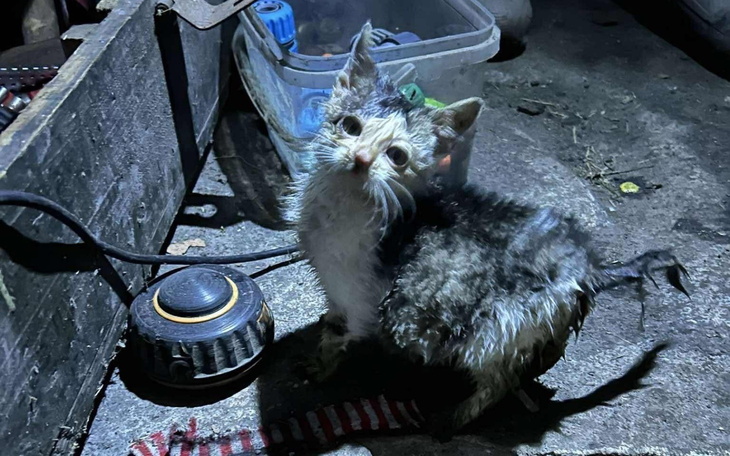 Mały, mokry kotek patrzy na kamerę w ciemnym pomieszczeniu.