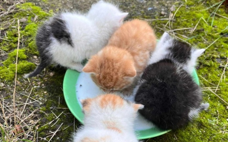 Zbiórka Surowica ratuje życie - zdjęcie główne