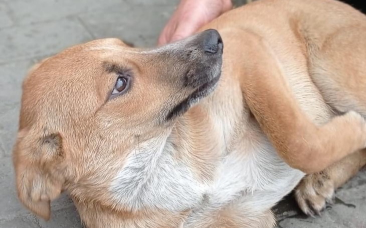 Zbiórka Stop rozmnażaniu - zdjęcie główne