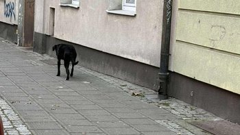 Zbiórka Lucky- Uratowany z Ulicy - miniaturka zdjęcia