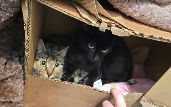 Dwa koty w kartonowym pudełku, wyglądają na zaskoczone.