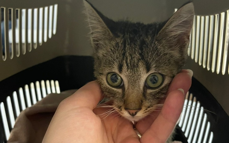 Młody kotek z dużymi oczami, trzymany w dłoni.