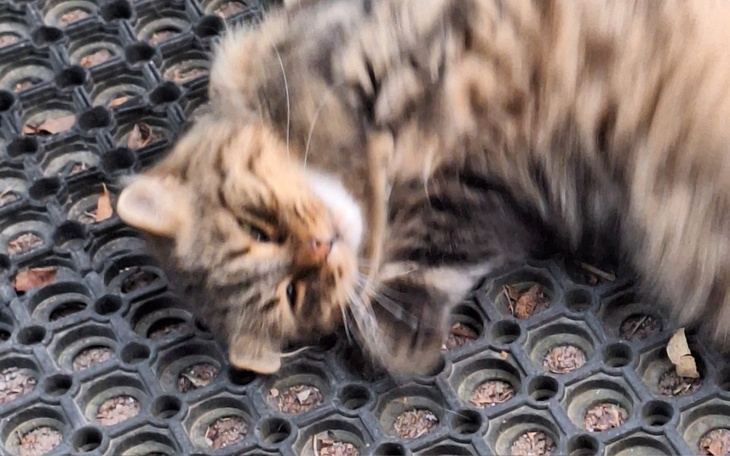 Zbiórka Na karme dla kotów na wsi - zdjęcie główne