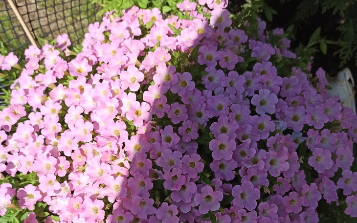 Zbiórka Pomoc w pozbyciu się komornika - zdjęcie główne