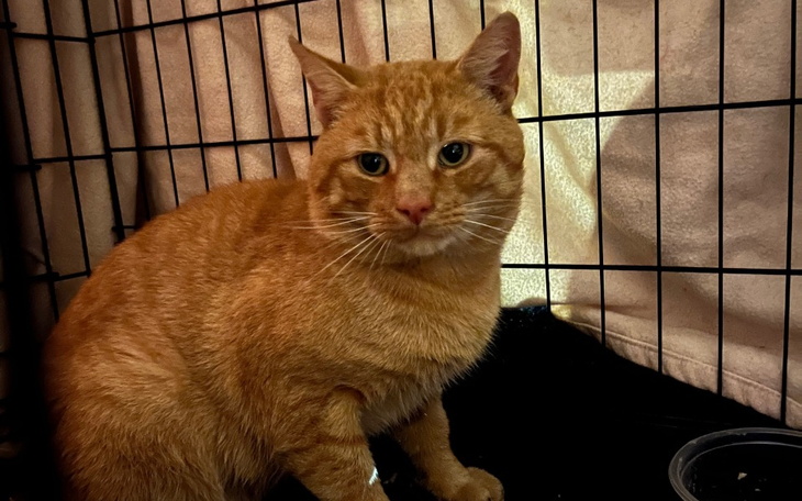 Zbiórka Nowe życie bezdomniaka Rudego - zdjęcie główne