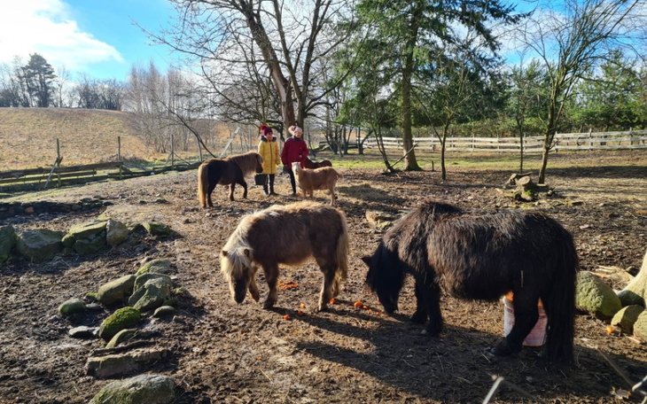 Zbiórka Pomoc dla przytuliska u Marylki - zdjęcie główne